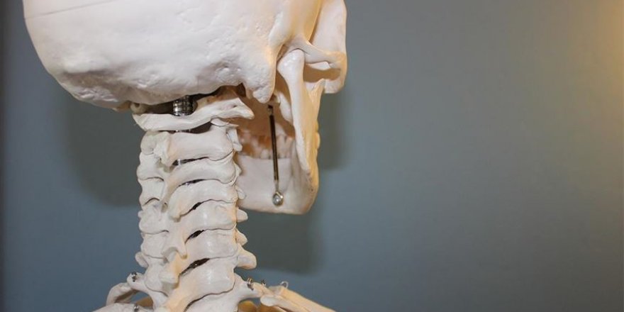 Bilim insanları, kafatasında yeni bir organ bulduklarını açıkladı