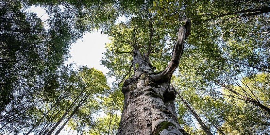 Kayın ormanı tırtıl istilasından biyolojik mücadeleyle kurtarıldı
