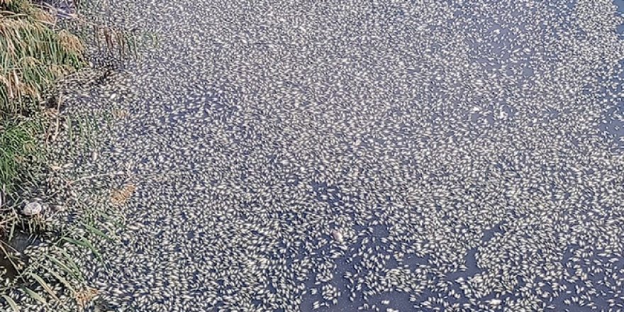 Bursa'da çevre felaketi