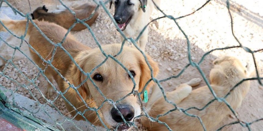 Gaziantep'e sokak hayvanları için 10 milyon liralık yatırım