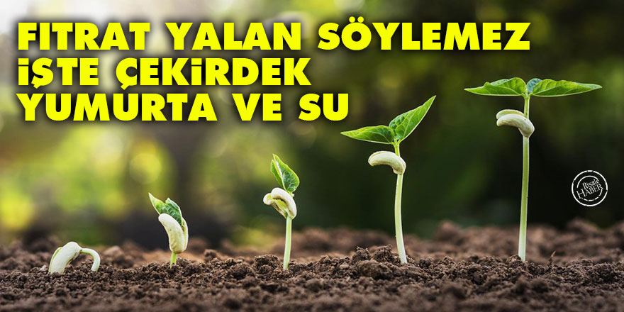 Bediüzzaman: Fıtrat yalan söylemez, işte çekirdek, yumurta ve su