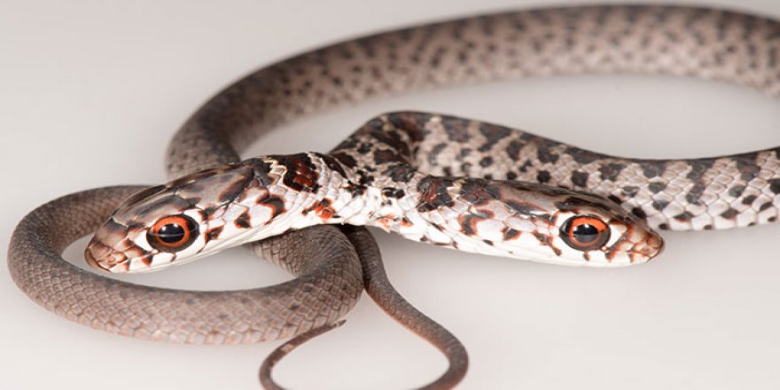 ABD’nin Florida eyaletinde çift başlı yılan bulundu