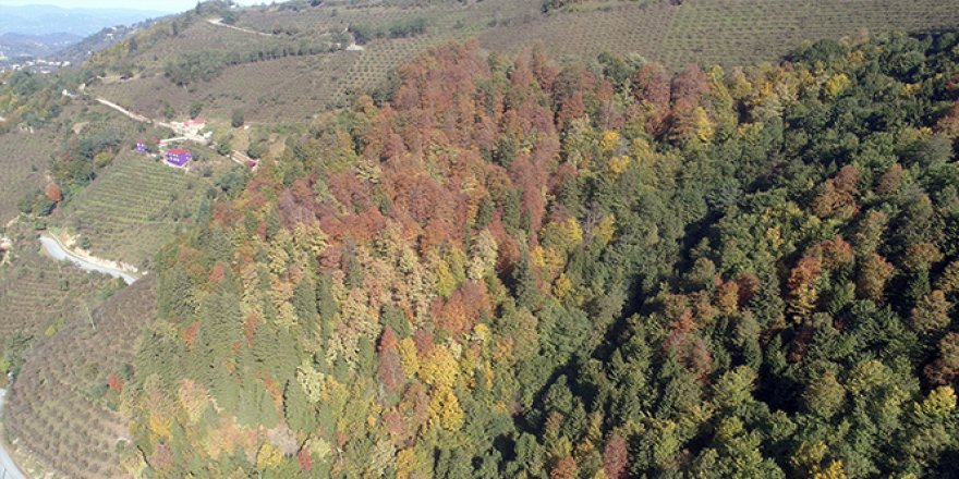 Sonbaharda renk cümbüşü