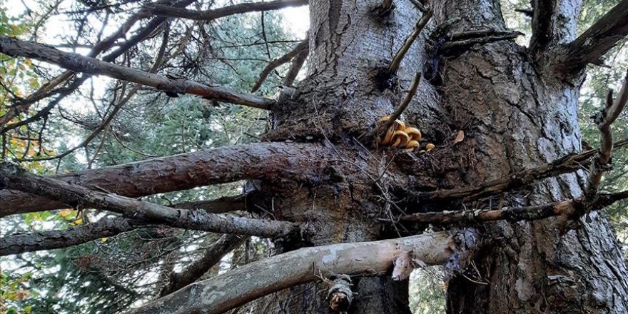 Aynı kökte birbirlerine sarılı çam ve köknar ağaçları görenleri şaşırtıyor