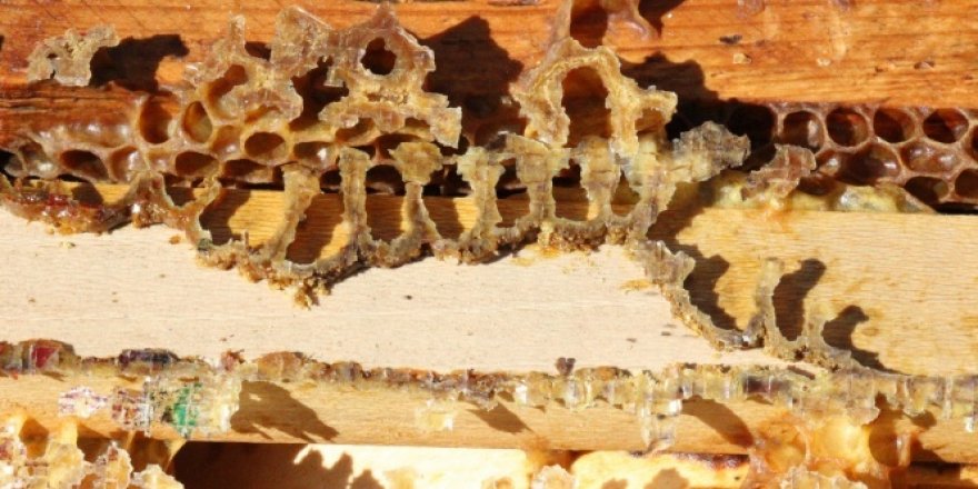 Arı kovanlarının içerisindeki esrarengiz olaylar arıcıları şaşırttı