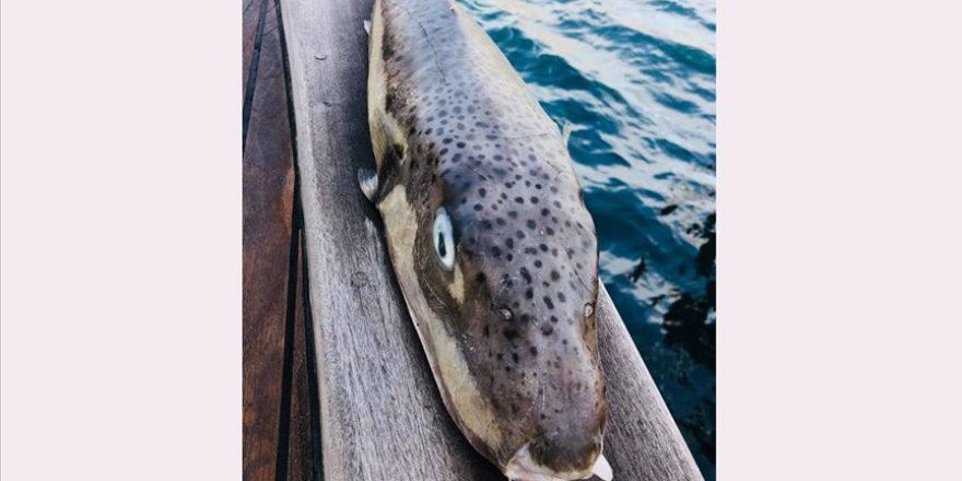 Bodrum'da zıpkınla bir metrelik balon balığı avlandı