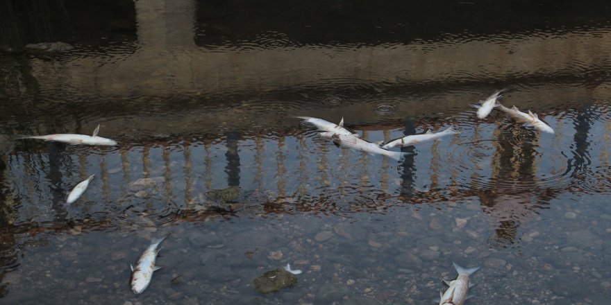 Yüzlerce balık telef oldu