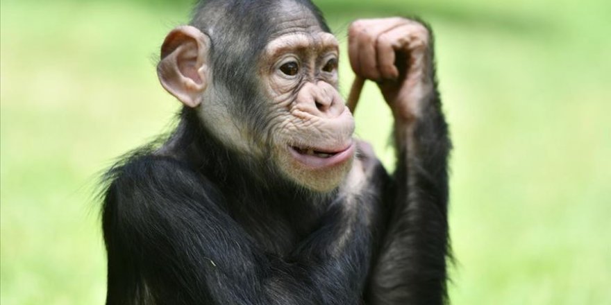 Yaşlanan yabani şempanzeler eski dostlarını yenilere tercih ediyor