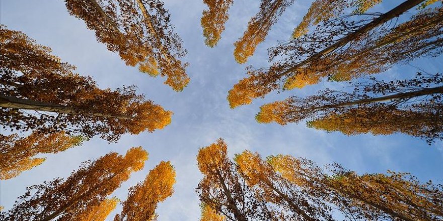 Ovacık'ta sonbahar renkleri görsel şölen sunuyor