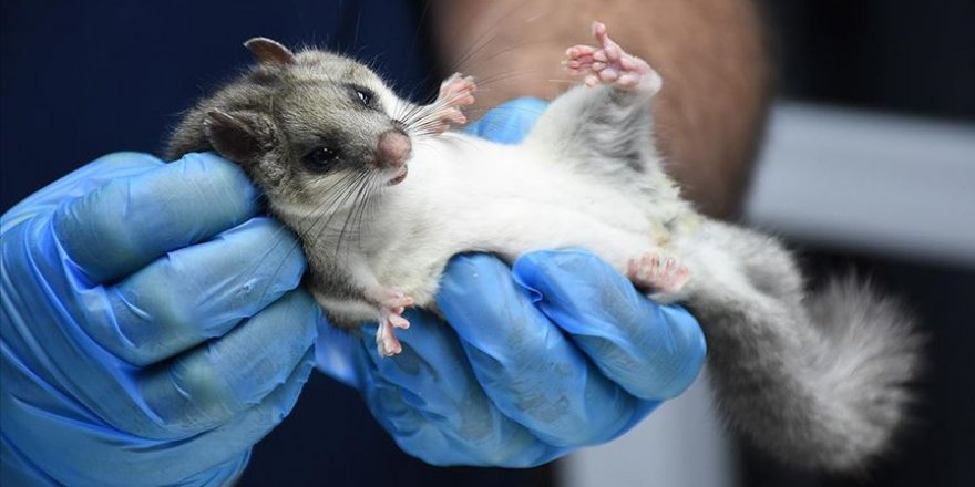 Nesli tehlike altındaki ağaç yediuyuru Bartın'da görüldü