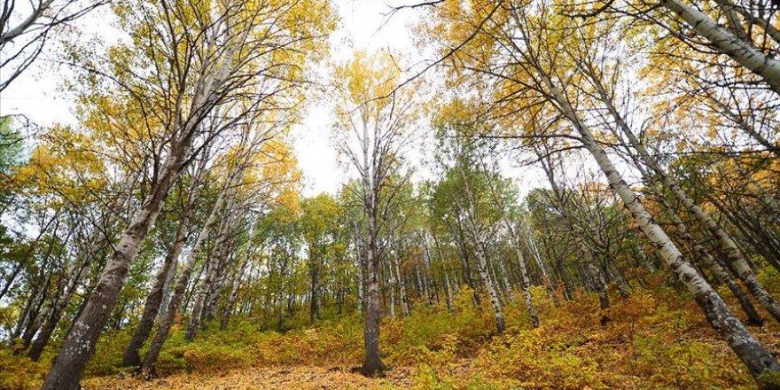 Doğaseverlerin sonbahardaki uğrak noktası: Salördek ormanları