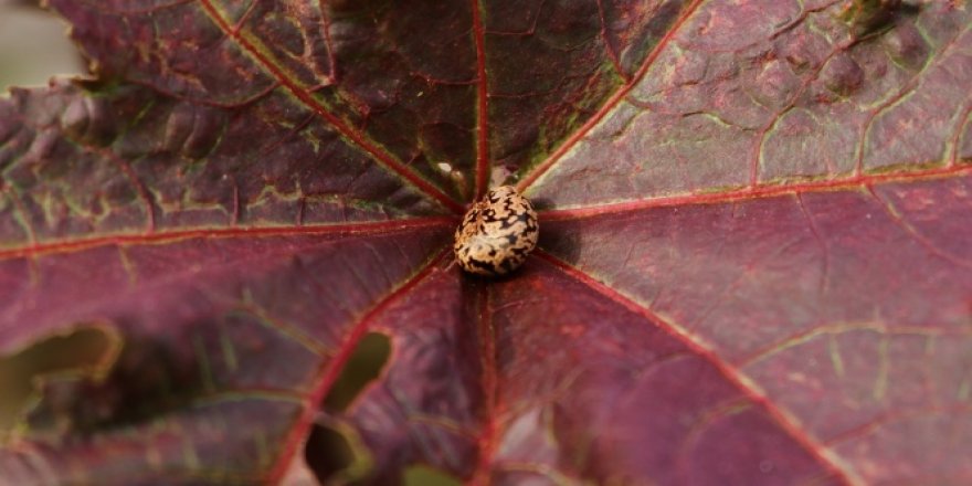 Rengi ve görüntüsüyle cezbeden bu bitkiler zehirliyor