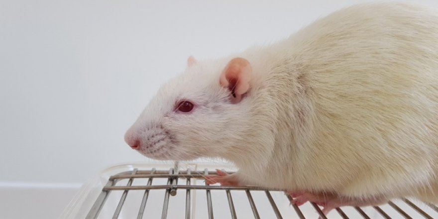 Laboratuvar deneylerinde neden fare kullanılır?