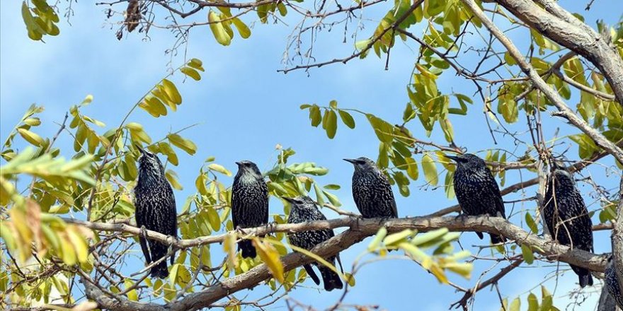 Kars'ta kalan göçmen kuşlar doğayı renklendiriyor
