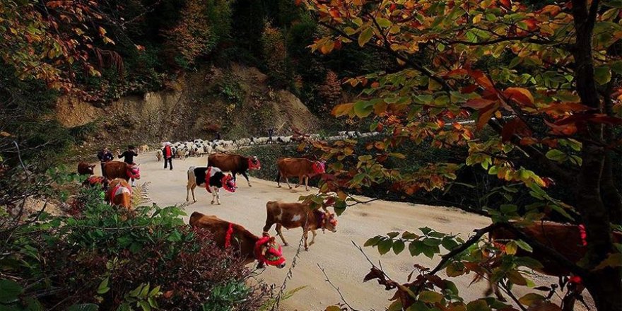Doğu Karadeniz'de yaylacıların yerleşim yerlerine göç yolculuğu sürüyor