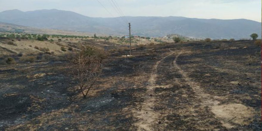 Yanan alanların ağaçlandırılmasına sonbaharda başlanacak