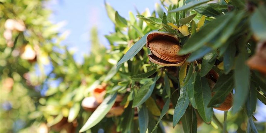 Kayısı diyarında badem üretimi yaygınlaşıyor