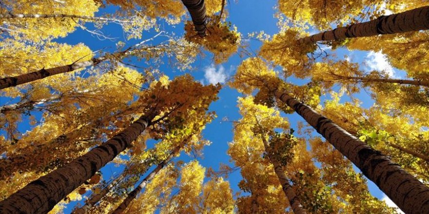 Gümüşhane ve Bayburt'ta güz renkleri görsel şölen sunuyor
