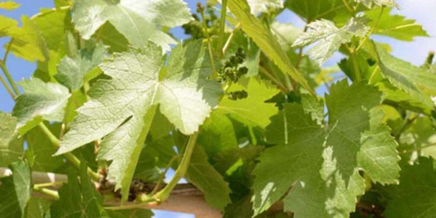 Tekirdağ'ın asma yaprağı tescillendi