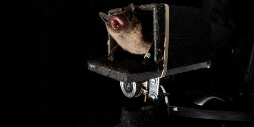 Yarasaların geleceği tahmin edebildikleri keşfedildi