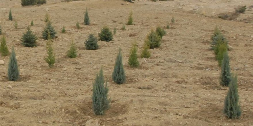 Göztepe, attığı her gol için 5 fidan dikecek