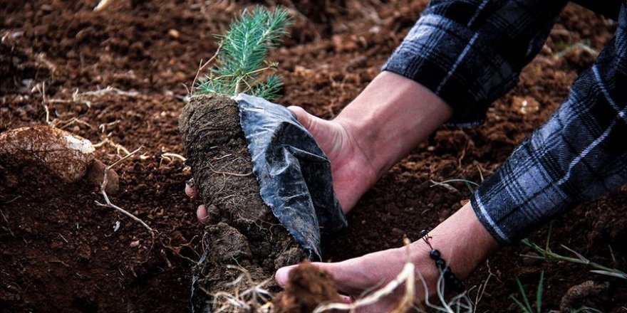 Fenerbahçe 19 bin 70 fidan dikecek