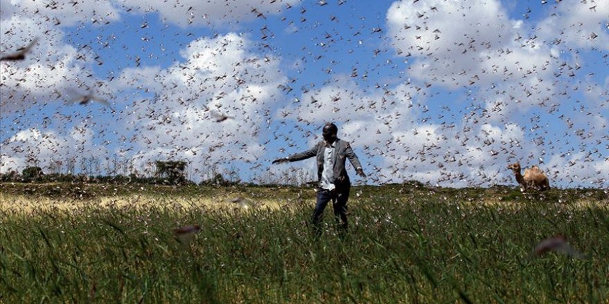 Çekirge sürüleri Etiyopyalı çiftçilerin hayatını kabusa çevirdi