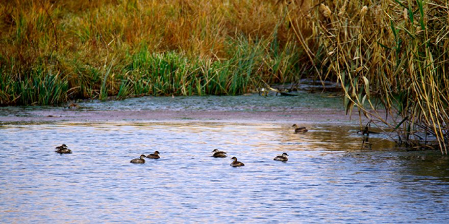 Yüksekova'da yaban ördekleriyle gelen sonbahar güzelliği