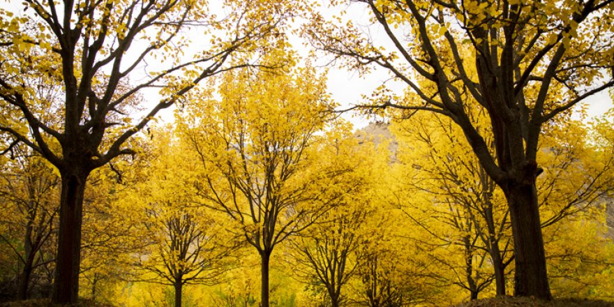 Sonbahar tonları tabiatı fotoğraf stüdyosuna çevirdi