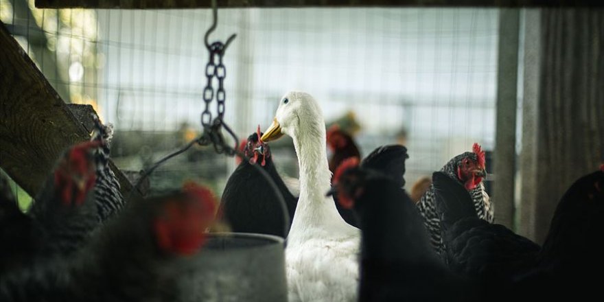 Güney Kore'de 2 ayda yaklaşık 22 milyon kümes hayvanı itlaf edildi