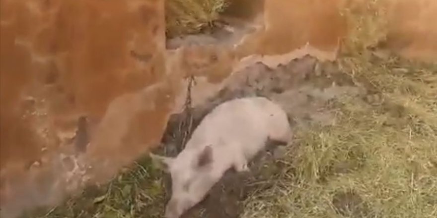 Ermenilerin işgal altında tuttukları köyün camisinde domuz besledikleri ortaya çıktı