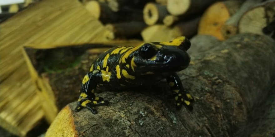 Koruma altındaki 'Benekli Semenderler' Erzincan'da görüntülendi