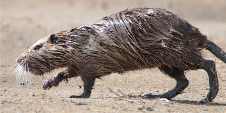 Ağrı Dağı'nda karaya çıkan su maymunu görüntülendi