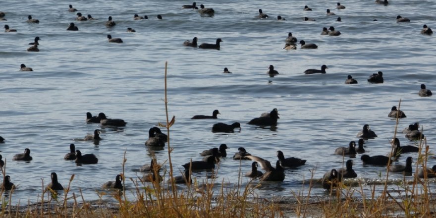 Koruma altına alınan Erçek Gölü'nde kaz yoğunluğu