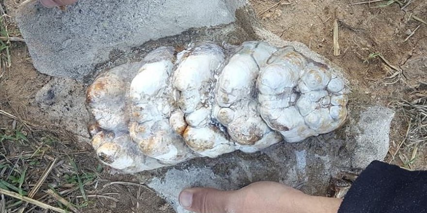 Çanakkale'de 8-9 milyon yıllık fil fosili bulundu