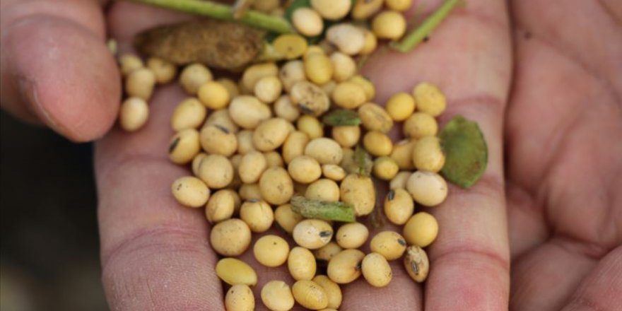 Soya fasülyesi 4 yılın en yüksek seviyesini gördü