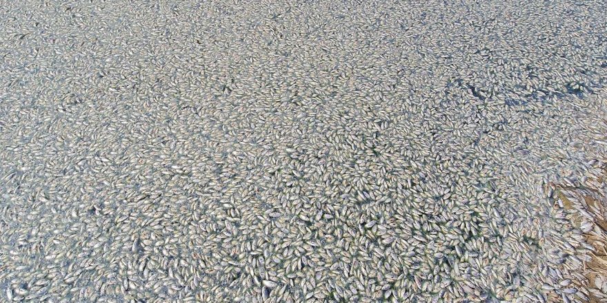 Baraj göletindeki balık ölümleri korkutuyor