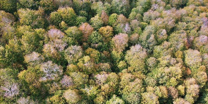 Dumanlı Yaylası hazan renklerine büründü