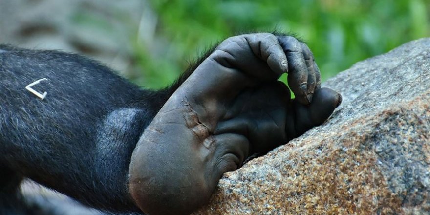 Myanmar'da nesli tükenme tehdidinde olan yeni bir primat türü keşfedildi