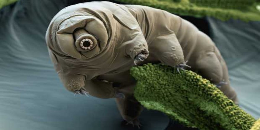 Uzayda bakterilerle madencilik yapılacak