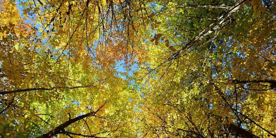 Demirci ormanlarında hazan şöleni