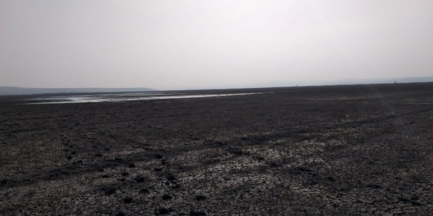 Baraj suyu çekildi, binlerce balık telef oldu