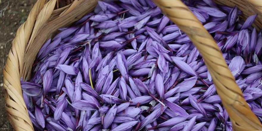 Bu yıl 25 kilogram safran üretimi hedefleniyor