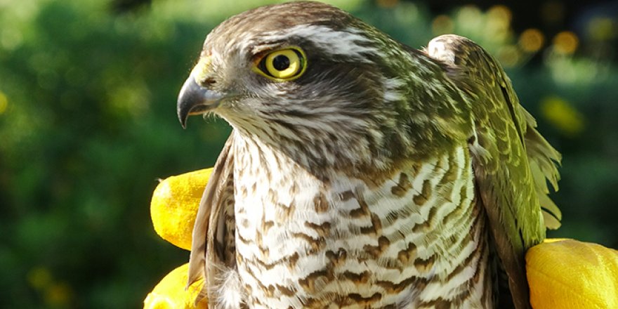 Tedavisinin ardından salınan atmacaya kargalar saldırdı