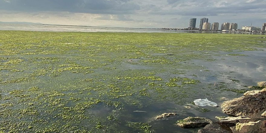 Bostanlı'da deniz, 'deniz marulu' ile kaplandı