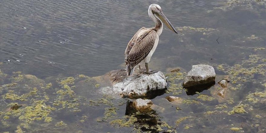 Beyşehir Gölü Milli Parkı'nın güz konuğu yalnız pelikan ilgi odağı oldu