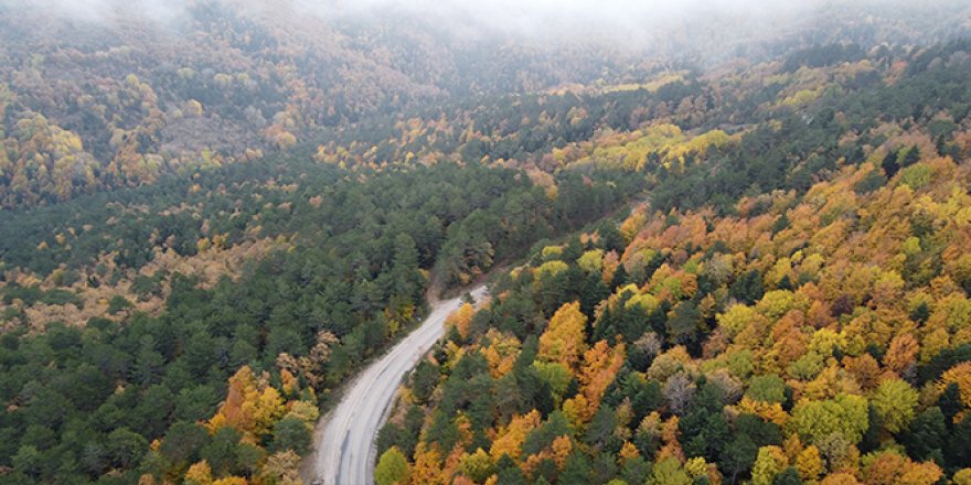 Ahmetusta Geçidi'nde rengarenk ağaçlar hayran bırakıyor