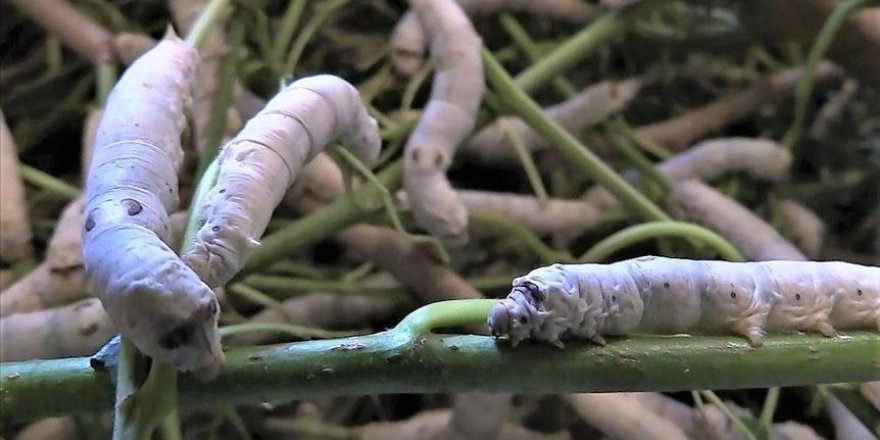 Bilecik'te ipek böceğinin 45 günlük dönüşümü kayıt altına alındı