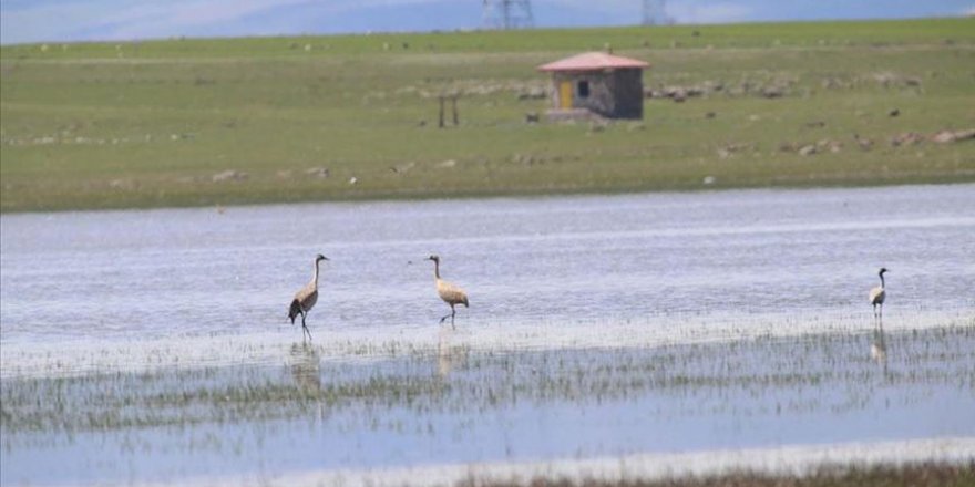 Eski günlerine dönen Kuyucuk Gölü 110 kuş türünü ağırladı