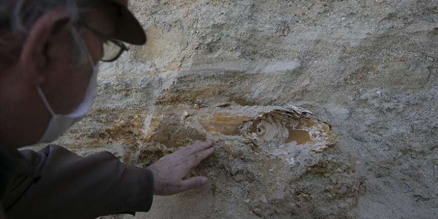 Edirne'de mamut fosili bulundu